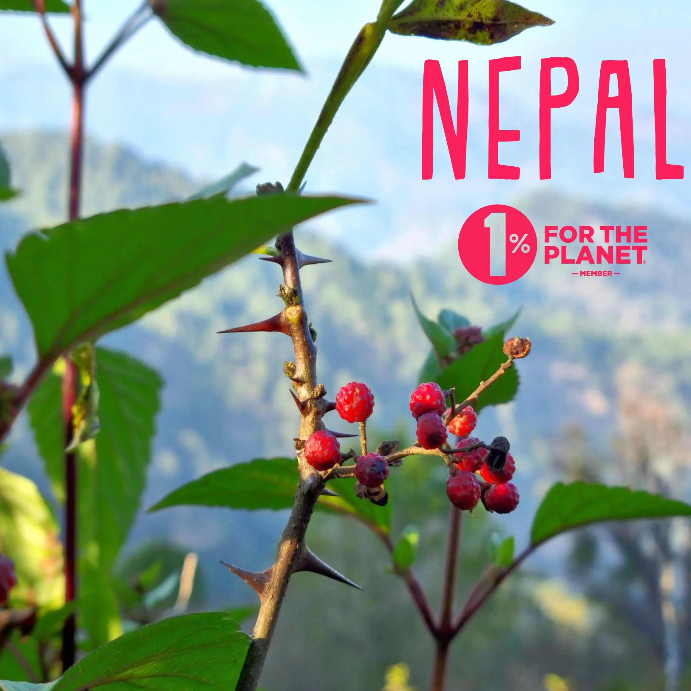 REPLANT Timut Pfeffer 150 g – Grand Cru Nepal 2023 – Sichuan Pfeffer – Pfeffer Ganz – czarny pfefferkörner für die Mühle Geeignet – Wiederverschließbarer Beutel FreshZIP_AB