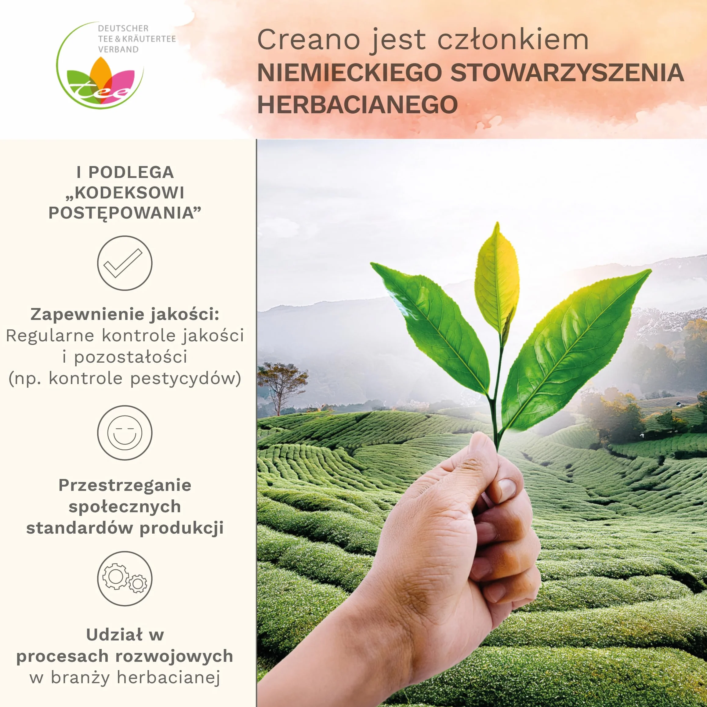 Creano zestaw prezentowy herbata kwitnąca Spring Harvest 500 ml szklany dzbanek 6 białych herbat