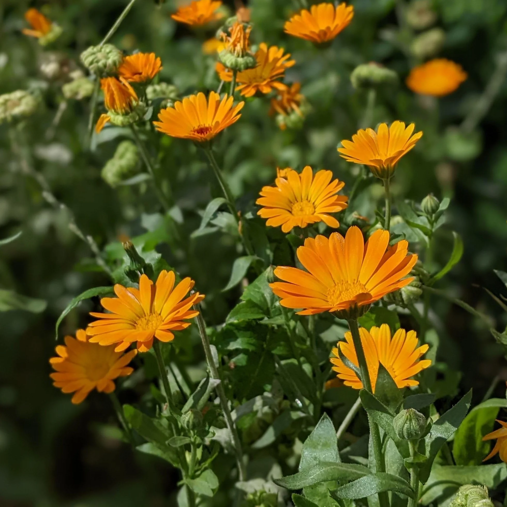 IDDA Herbat z Nagietka 250g Suszone Kwiaty Calendula Liściasta