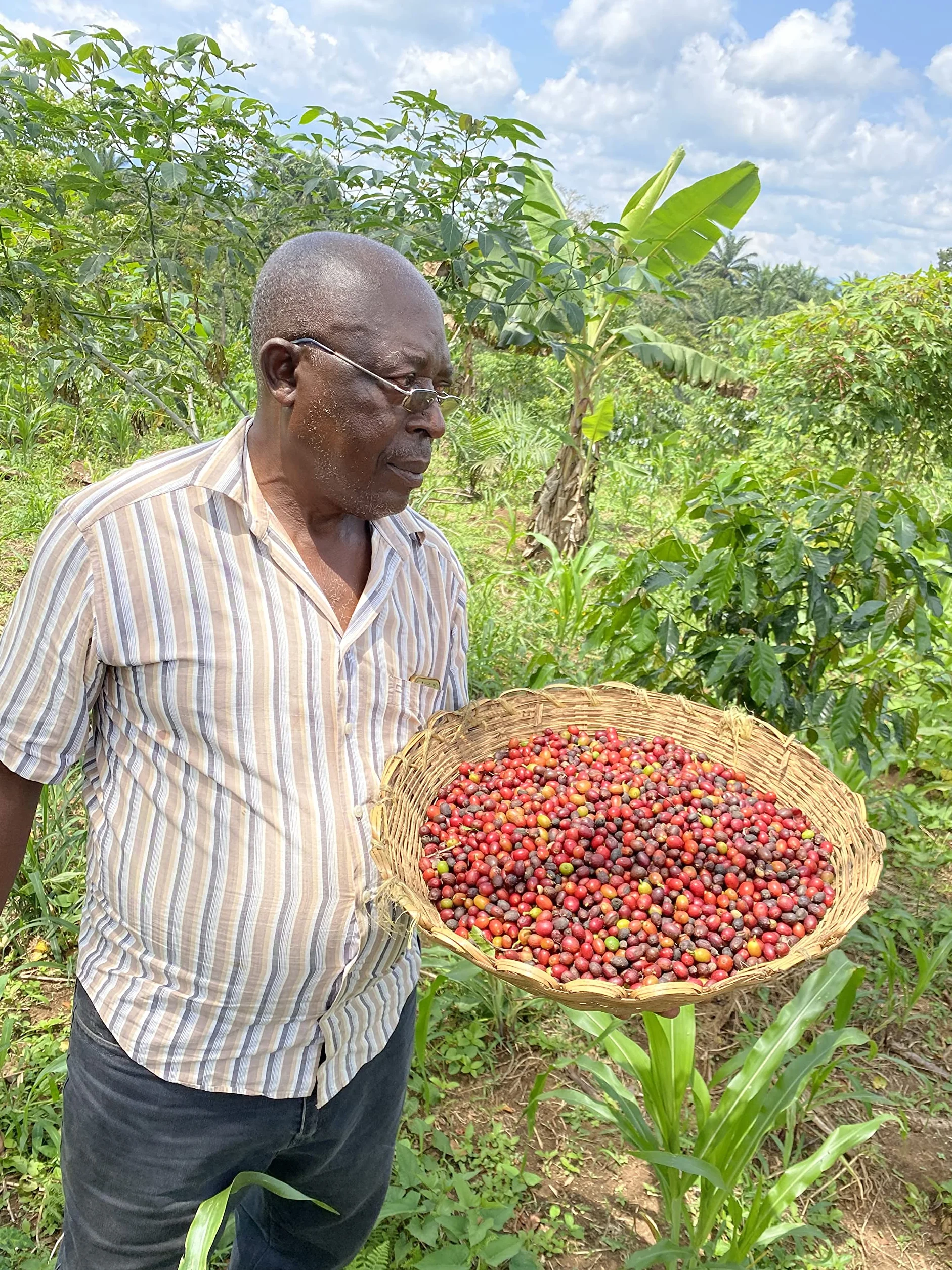 Hochland Kamerun Arabica zielone ziarna kawy 500 g