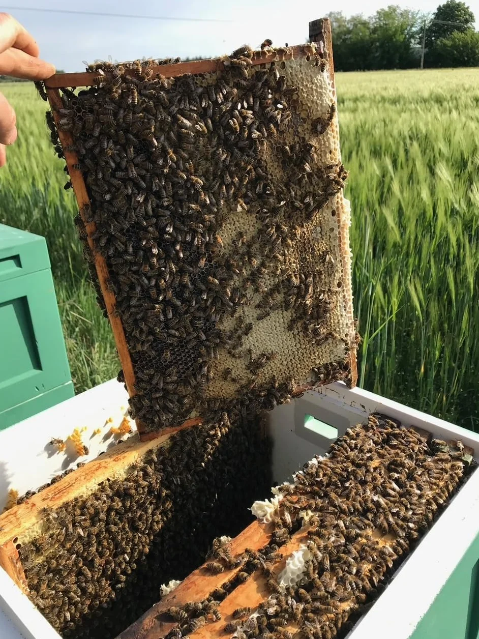 Naturalny miód nawłociowy 430g surowy pszczelarski