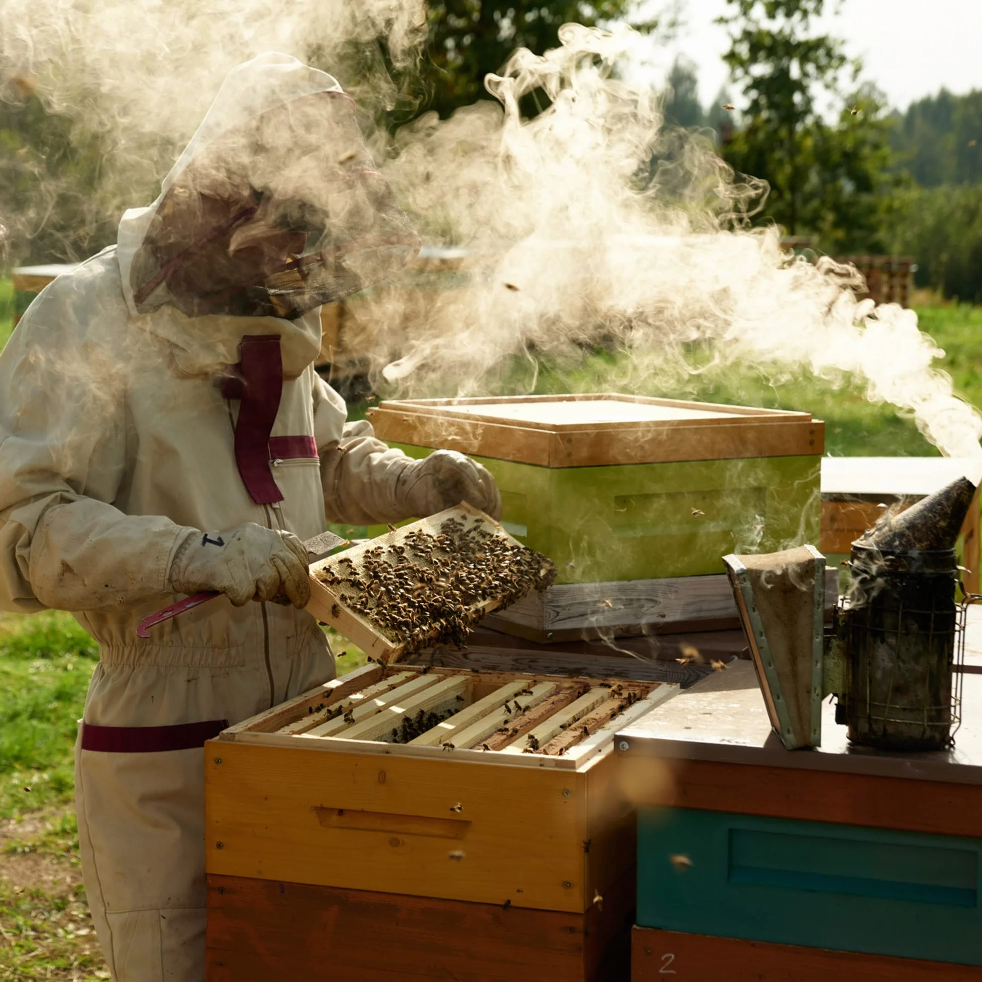 Earthbreath Wildflower Raw Honey 3 kg - nieprzetworzony, niepasteryzowany miód z dzikich kwiatów
