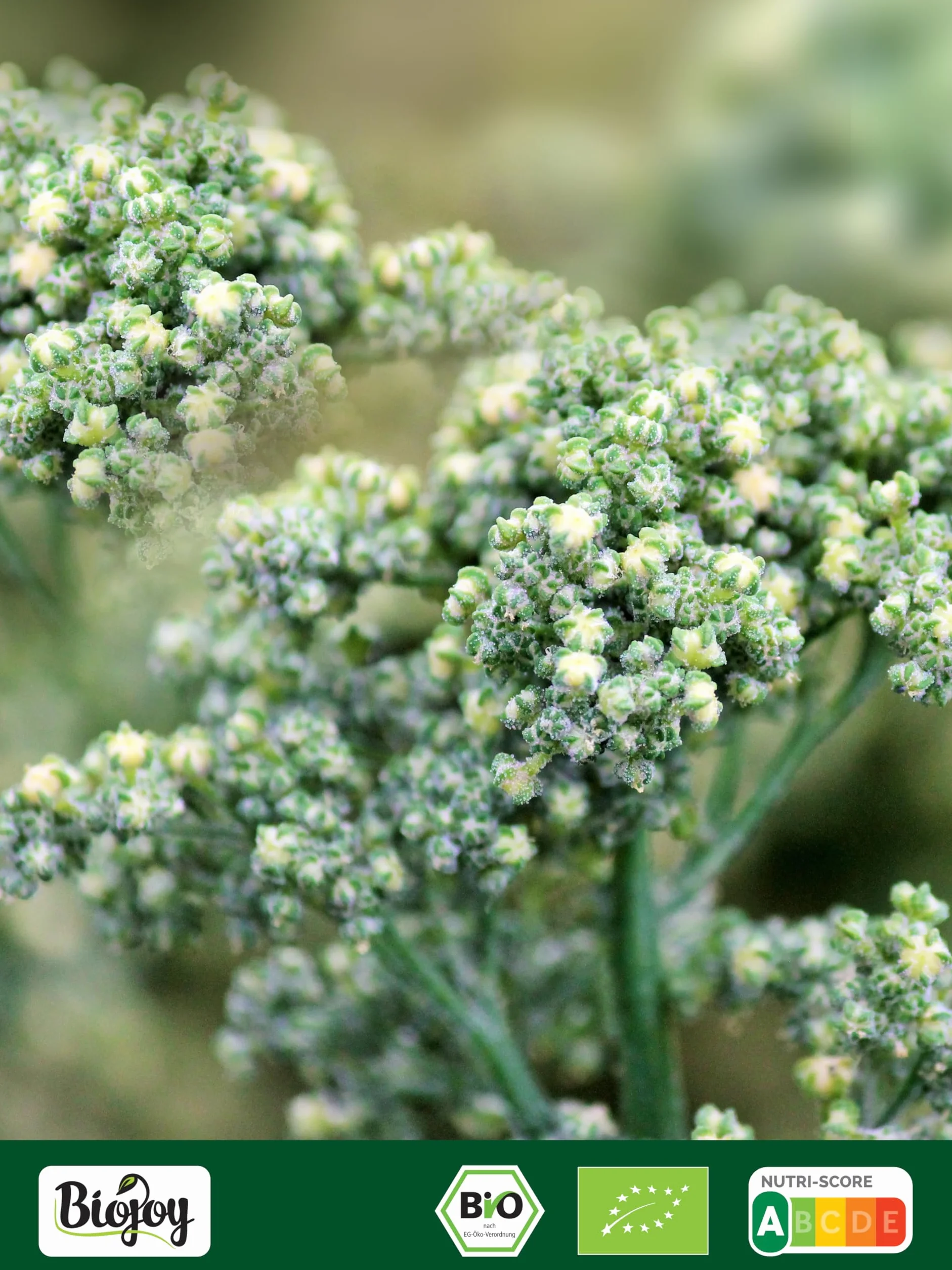 Biojoy BIO quinoa biała (komosa ryżowa), 100% natury jakość (1 kg)