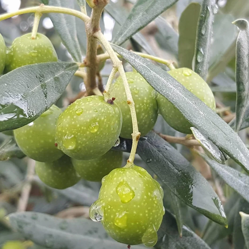 Terre Rosse - Włoska Organiczna Oliwa z Oliwek Extra Virgin Tłoczona na Zimno - Monokulturowa Moraiolo - Certyfikaty DOP Umbria i Kosher/P - Olive Harvest 2024 - Opakowanie 3 Butelki 500 ml