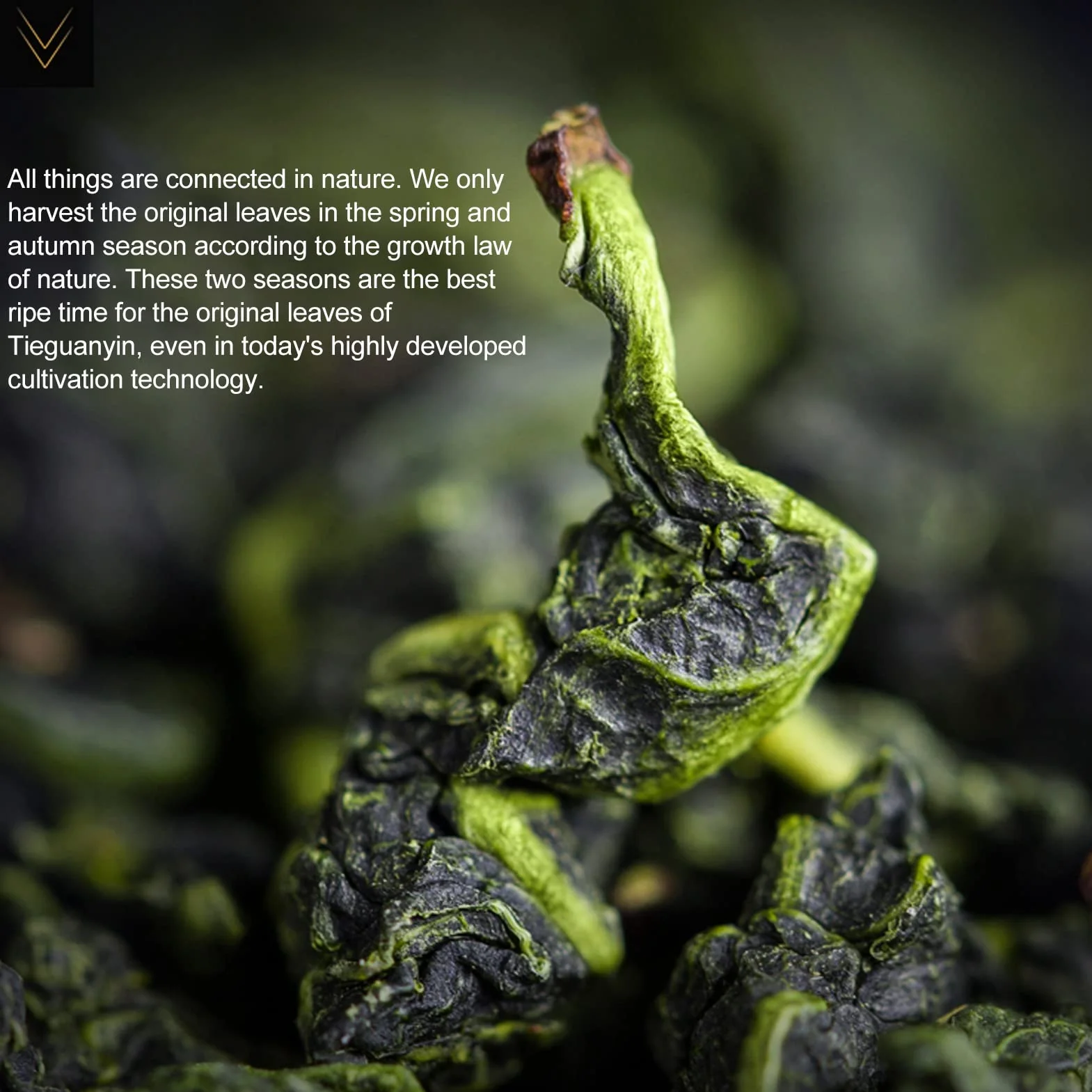 Chińska Herbata Tie Guan Yin Oolong Liściasta 60g Złoty Napar