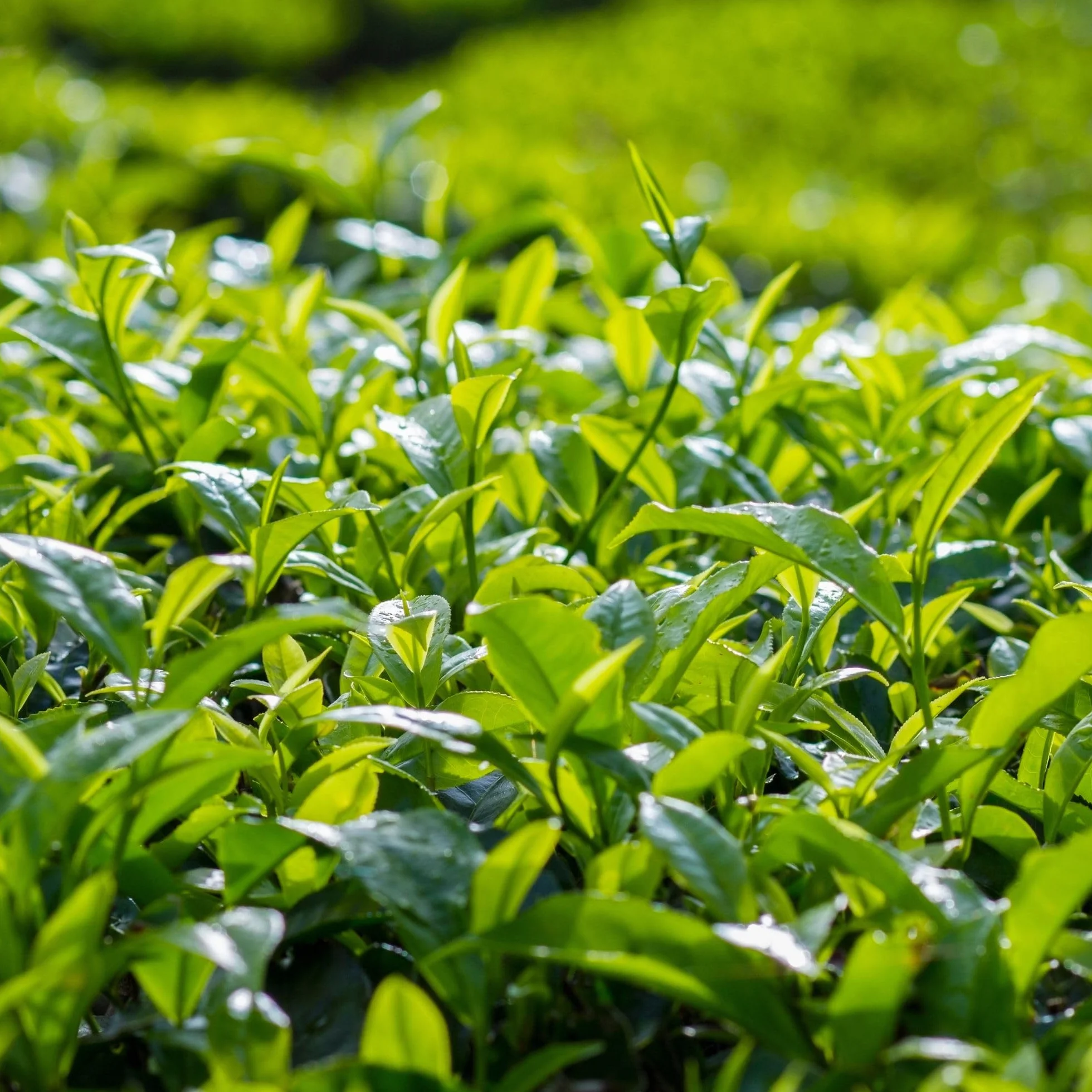 Alpi Nature Ekologiczna Zielona Herbata Sencha 100g
