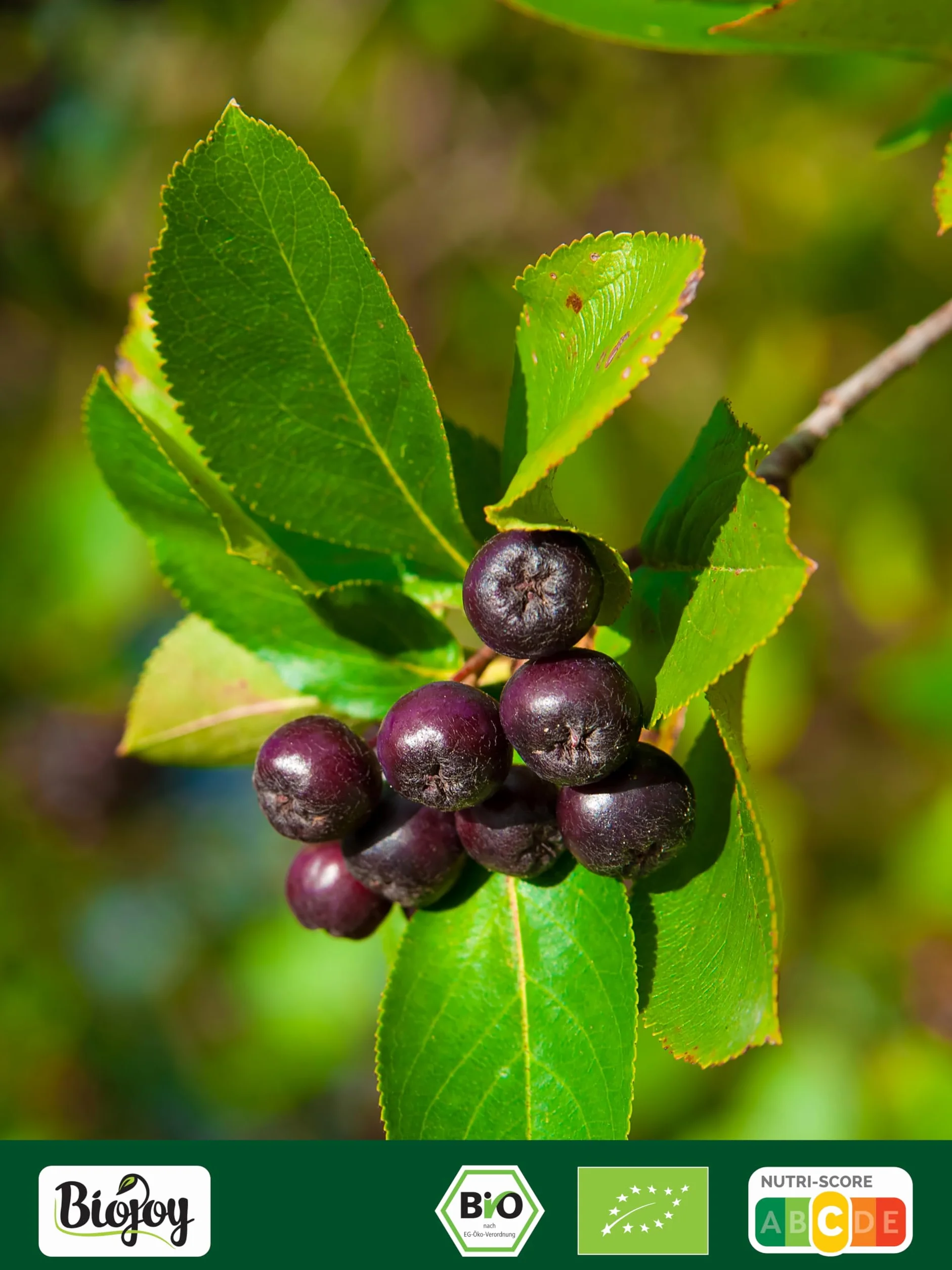 Biojoy BIO-Owoce Aronii suszone 1 kg całe owoce Aronia melanocarpa