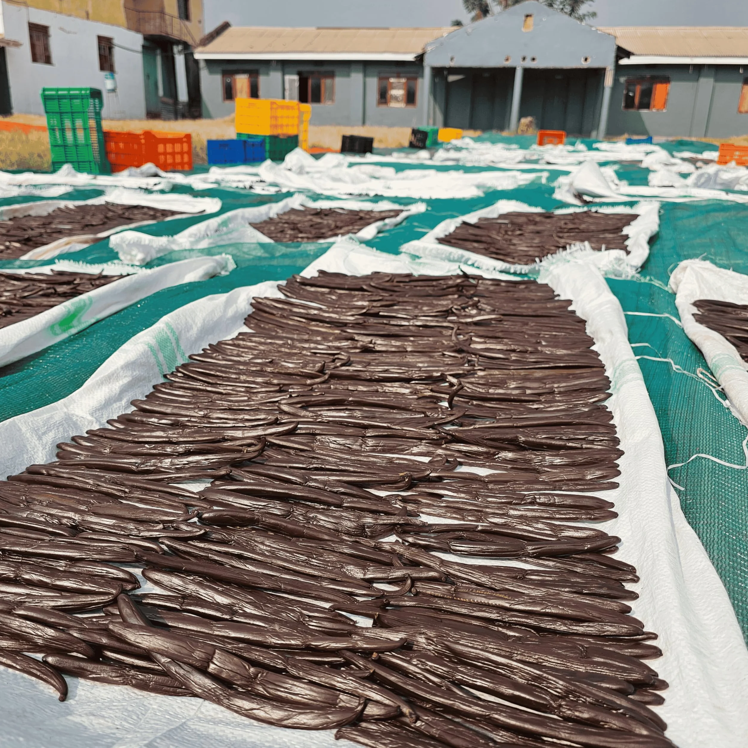 25 dużych ziaren wanilii 14 do 16 cm Ekstra jakość, miękkie i mięsiste