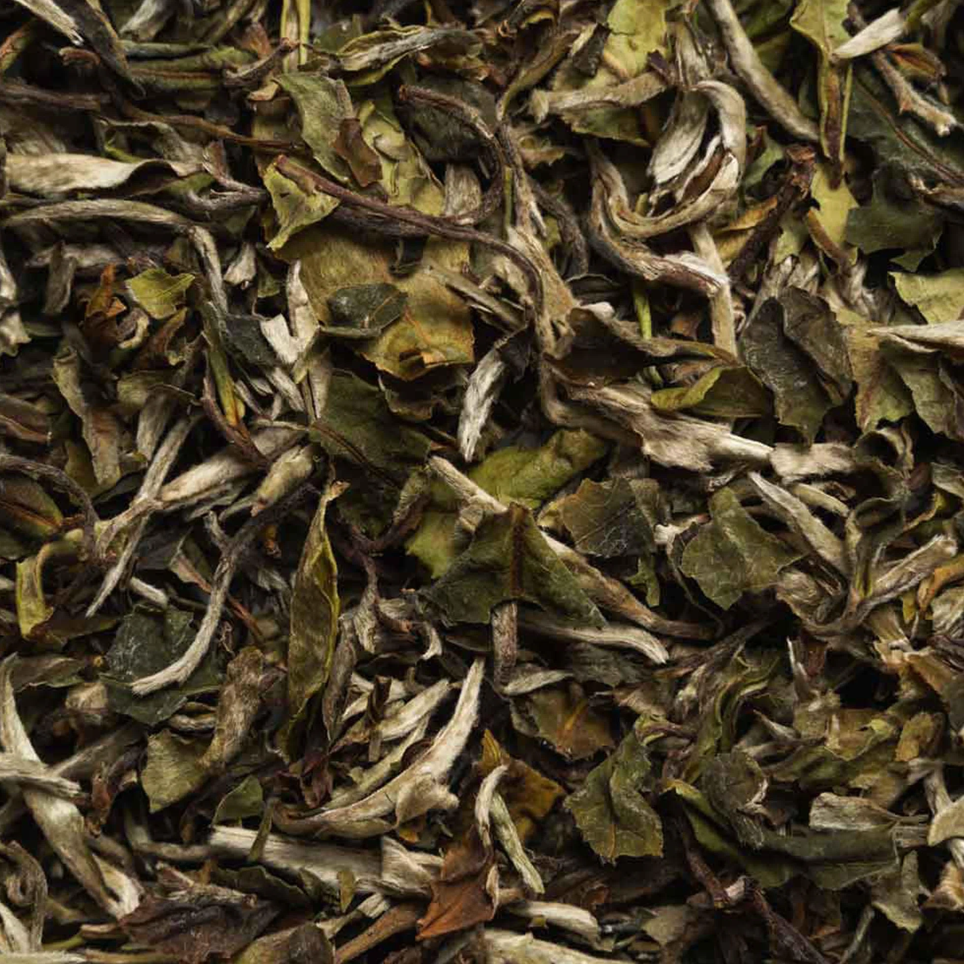 Biotiva Biała herbata Pai Mu Tan Organic 100 g certyfikat Fairbiotea