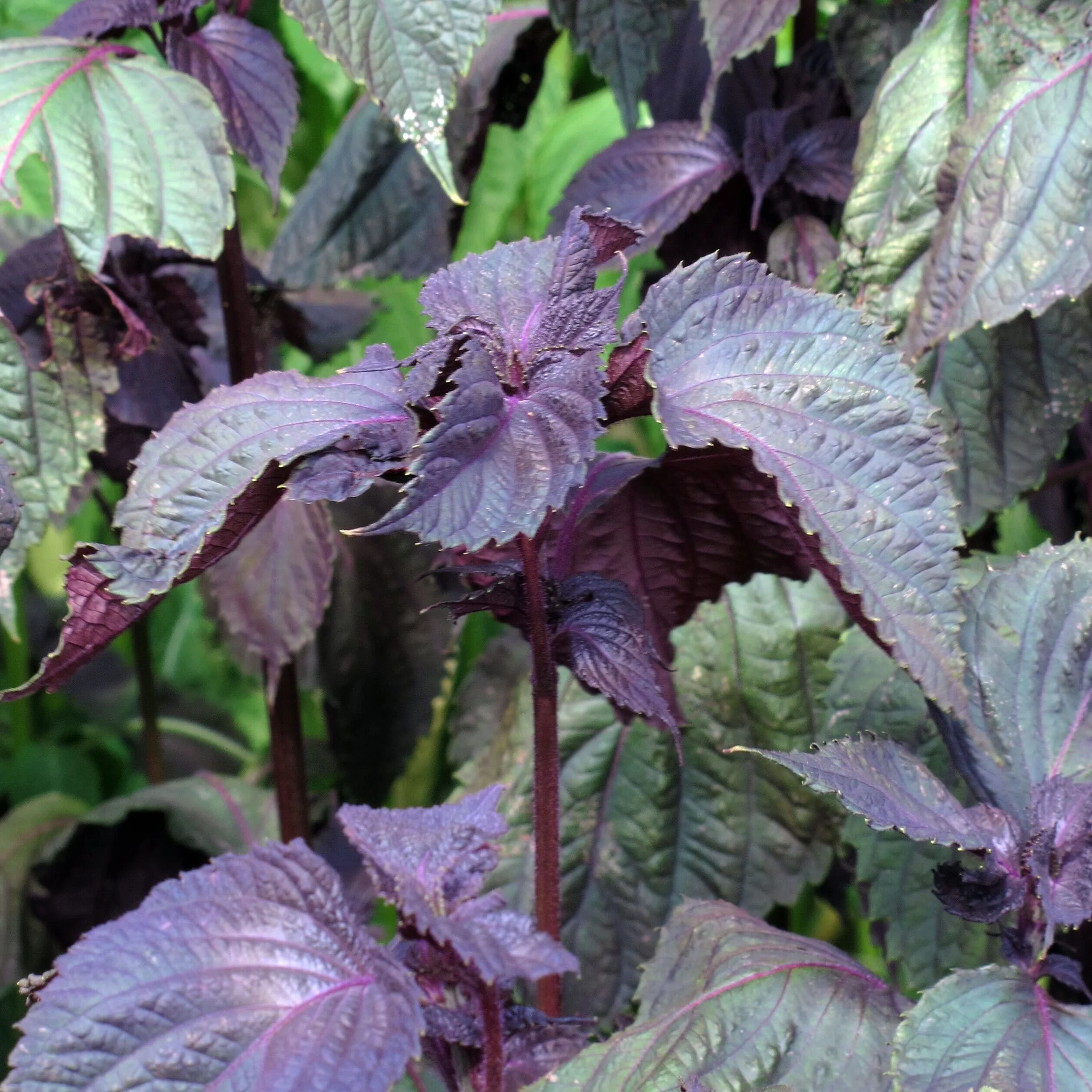 Rotes Shiso Perilla frutescens ok. 200 Samen