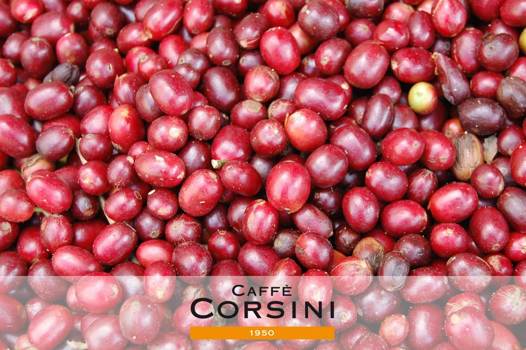 Caffè Corsini - Kawa Ziarnista Compagnia dell'Arabica, Aromatyczna i Kremowa, 1 kg