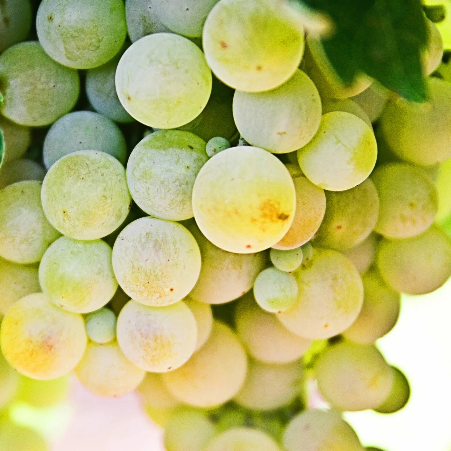 FruttaMax Koncentrat Syropu Owocowego 60% owoców 500 ml Winogrona