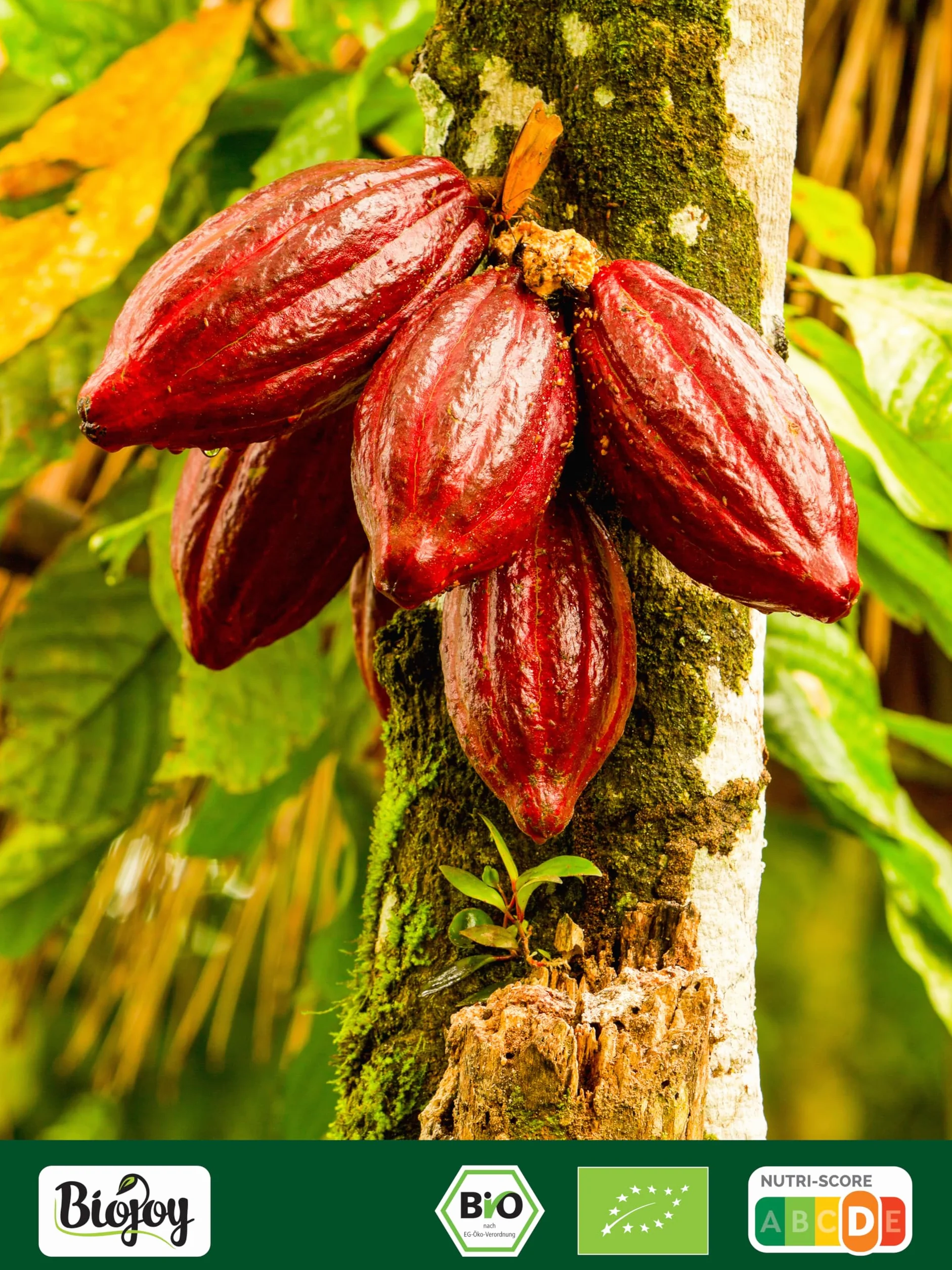 Biojoy BIO Nibsy kakaowe (500 g), surowe i bez dodatku cukru, Cacao nibs (Theobroma cacao)