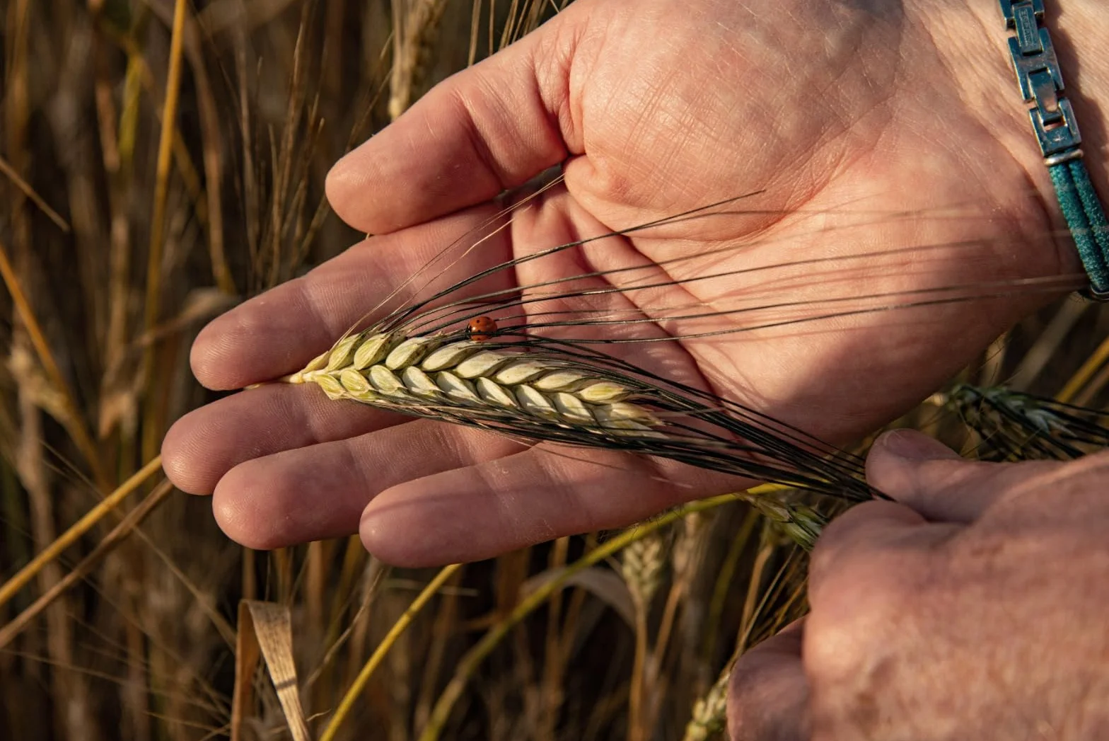 Agricola Piano Profumata 240 Mąka pszenna Typ 750 kg 5-100% naturalna włoska mąka bez dodatków