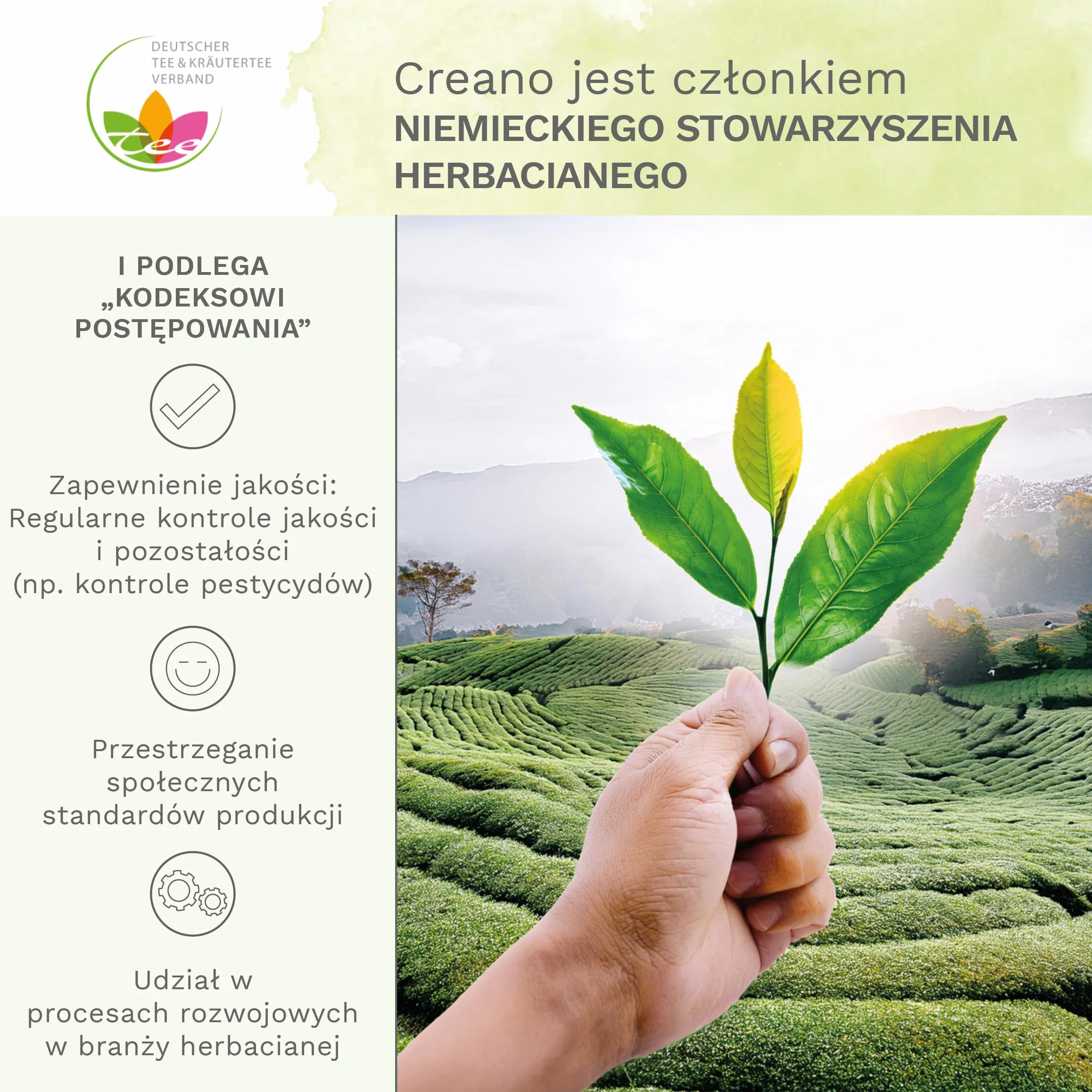 Zestaw prezentowy Creano z herbatą kwitnącą – wzór kwiatowy – herbata kwitnąca Spring Harvest z dzbankiem szklanym o pojemności 500 ml i 6 zielonymi herbatami – prezent na Walentynki, Dzień Matki