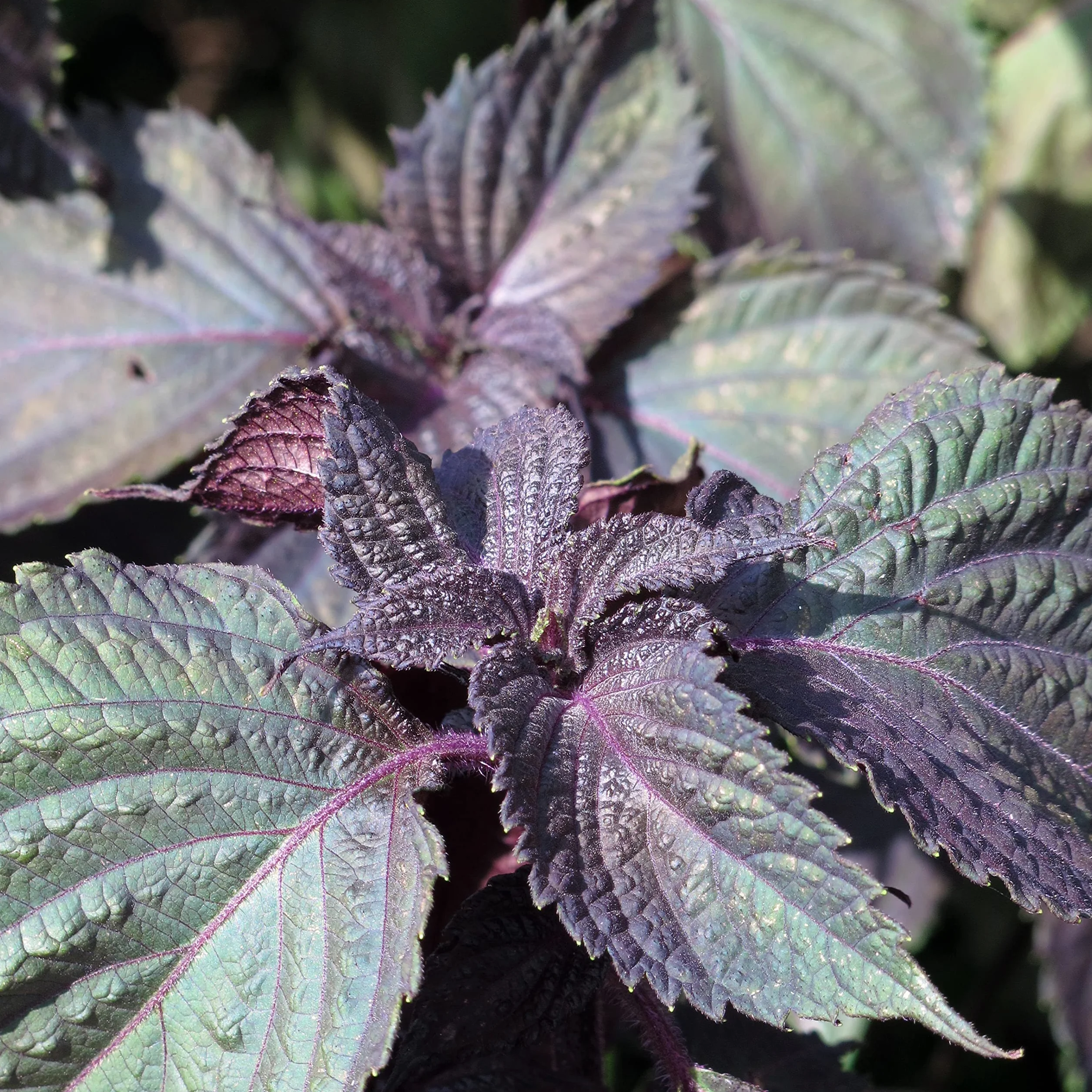 Rotes Shiso Perilla frutescens ok. 200 Samen