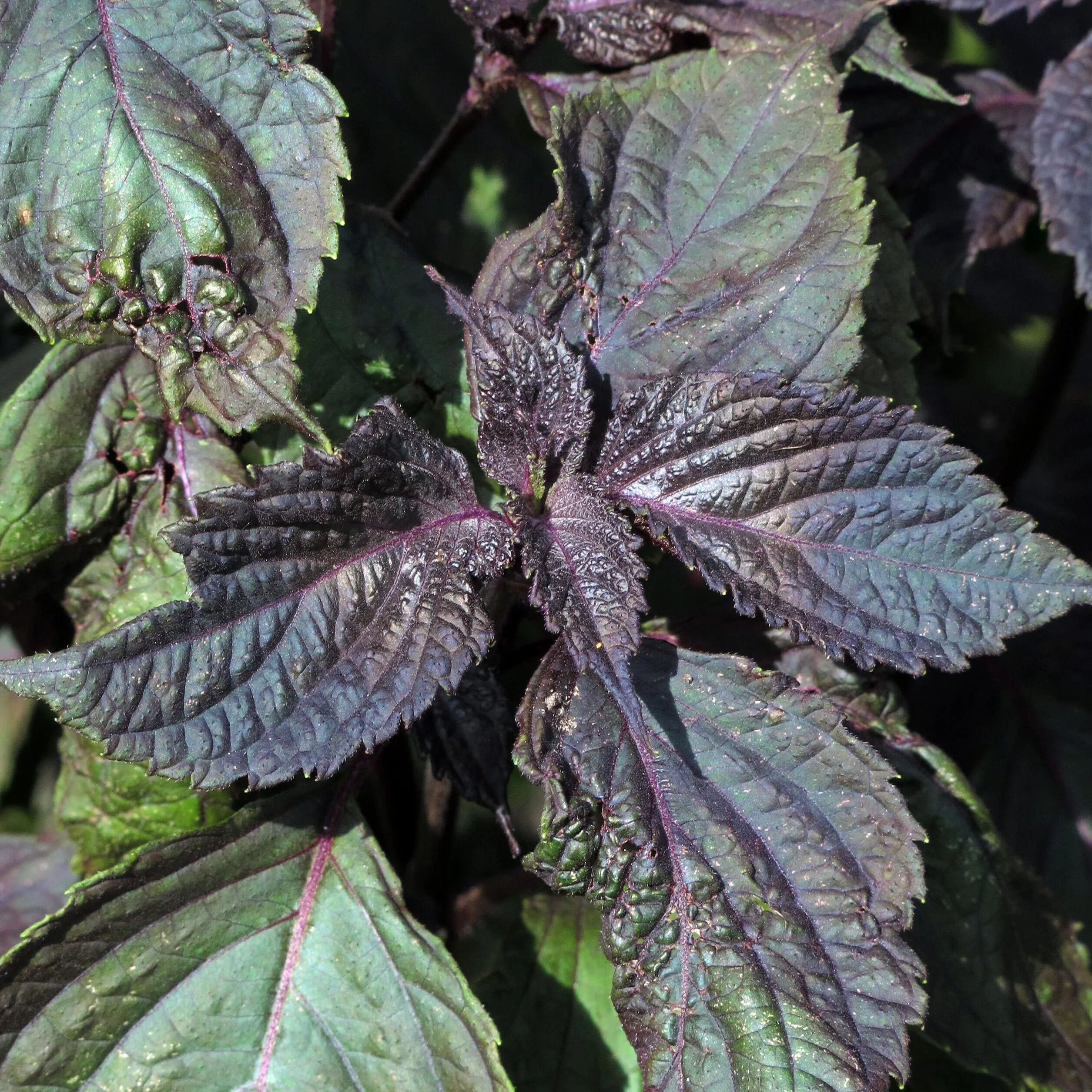 Rotes Shiso Perilla frutescens ok. 200 Samen