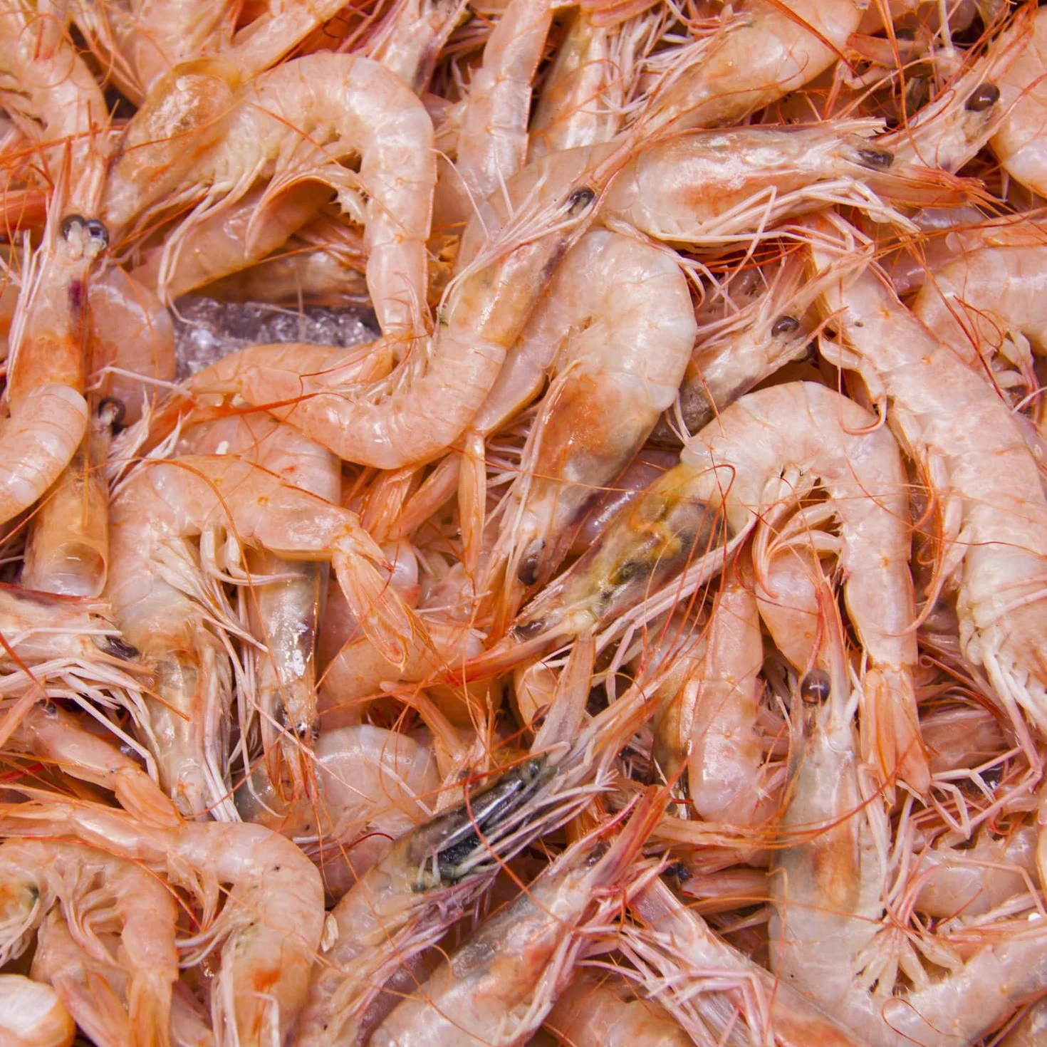 Pasta z krewetek PANTAI 100 g