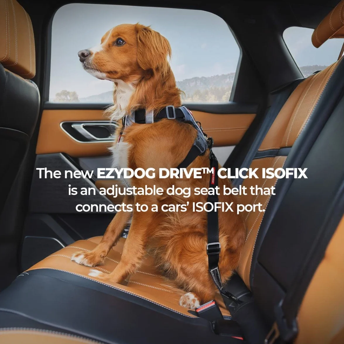 EzyDog Pas samochodowy dla psa - Click ISOFIX regulowany do uprzęży z kotwicą ISOFIX, wytrzymały nylonowy pas bezpieczeństwa do samochodu (43–65 cm, czarny)