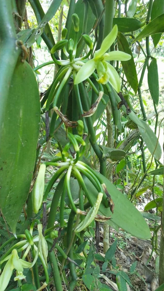 Laski wanilii Madagaskar Vanilla Bourbon 10 szt 14-20cm