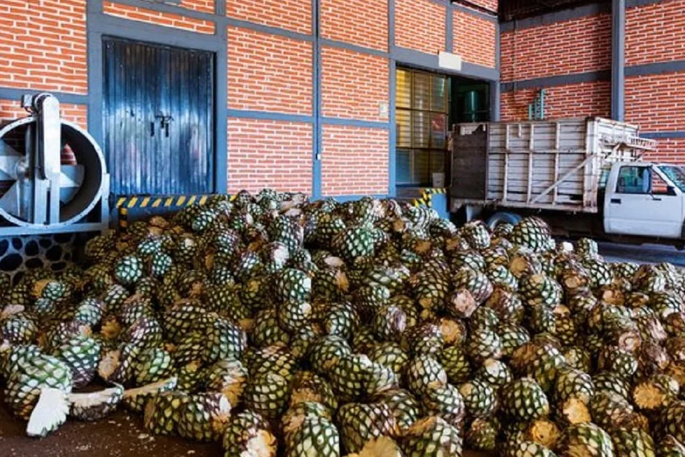 Sól meksykańska Maguey 300 g
