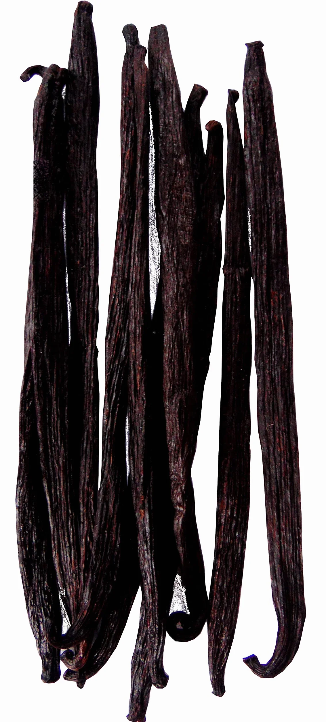 Laski wanilii Madagaskar Vanilla Bourbon 10 szt 14-20cm