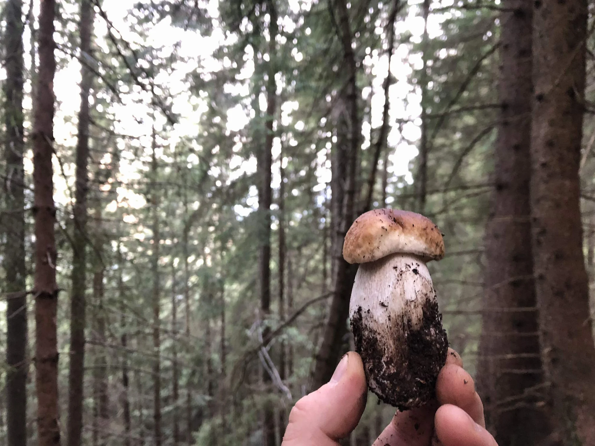 Scherini Valtellina Borowik szlachetny krojony boletus edulis porcini grzyby suszone 200g