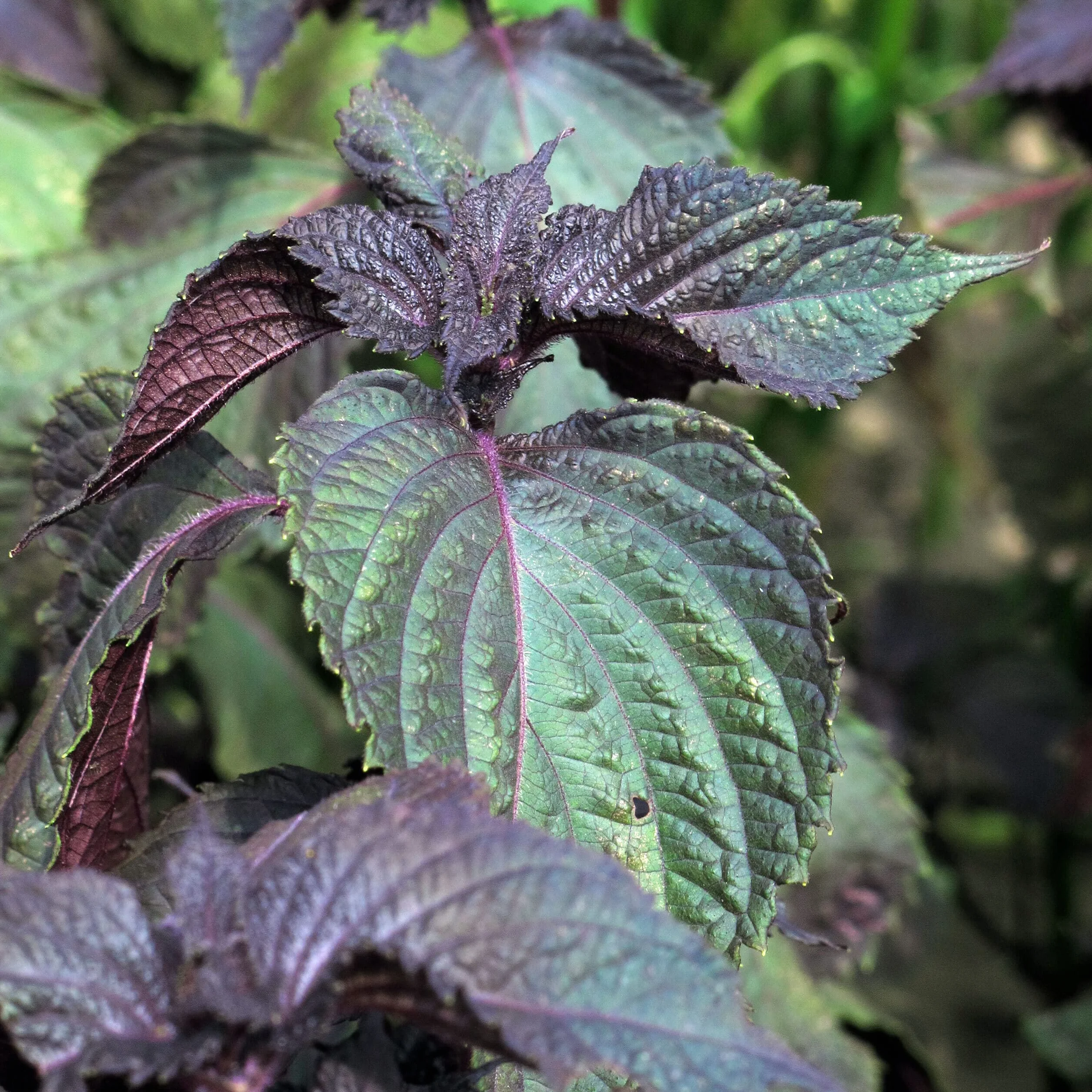 Rotes Shiso Perilla frutescens ok. 200 Samen