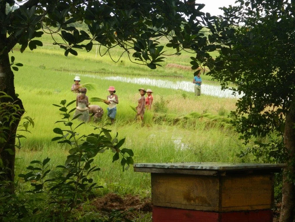 Miód niaouli z Madagaskaru - 300g - 100% naturalny, zbierany w regionie Manakara