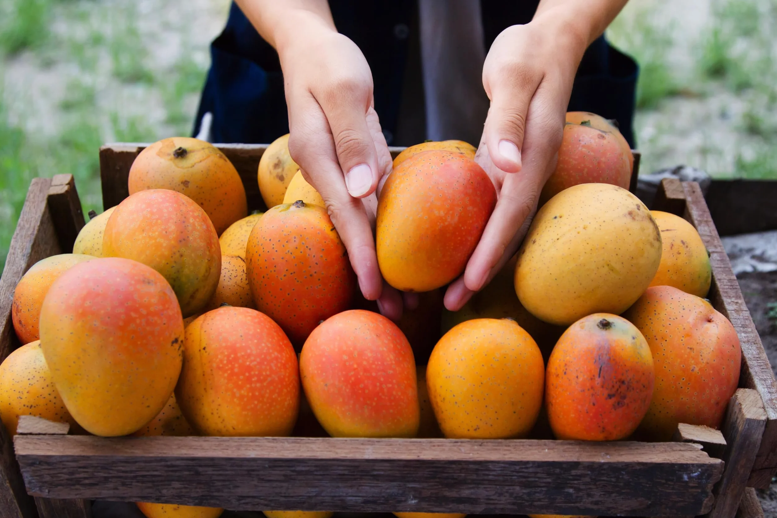 Mundo Feliz Organiczne Suszone Paski Mango, 3 X 200 G