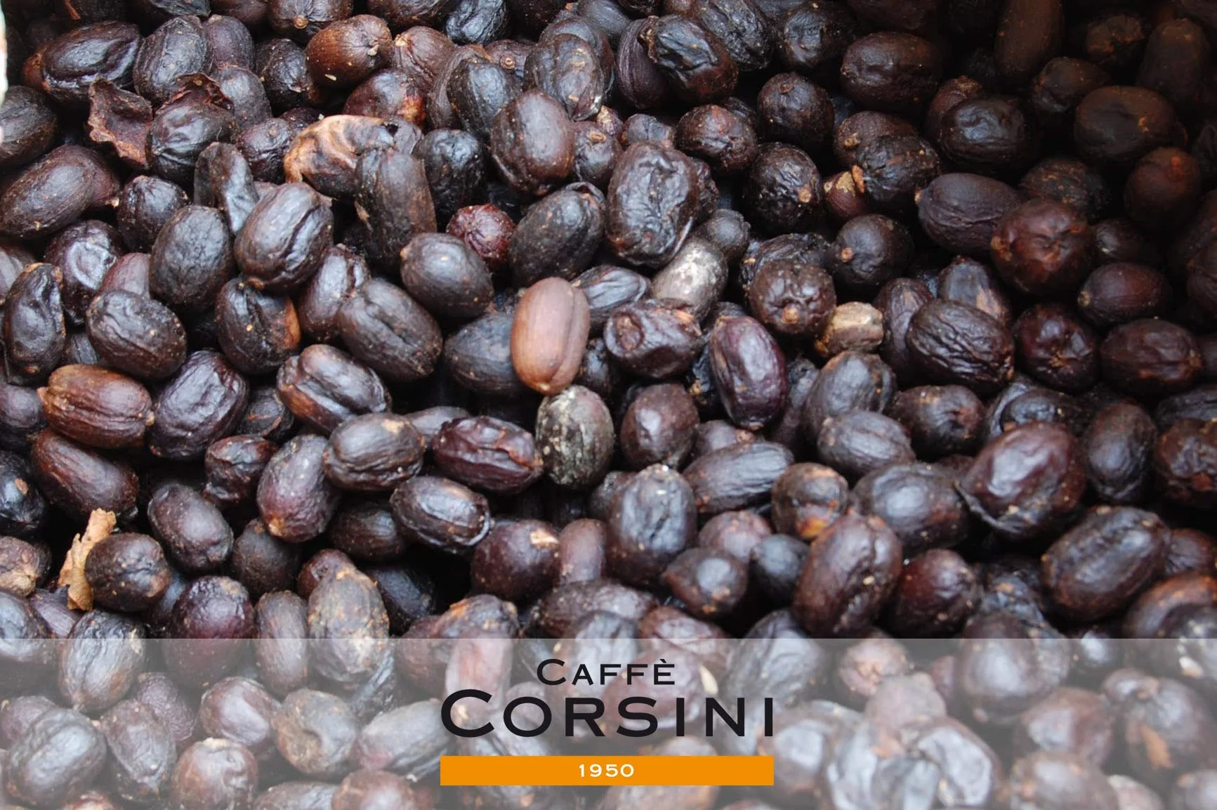 CaffèCorsini Compagnia Dell'Arabica Colombia 100% Arabica Caffè Torrefatto In Grani Cremoso E Speziato Monorigine Colombia Supremo 3 x 250 g