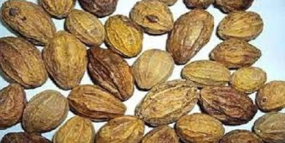 Ceylon Dried Aralu Haritaki Chebulic Myrobalan Terminalia chebula 30g Sri Lanka