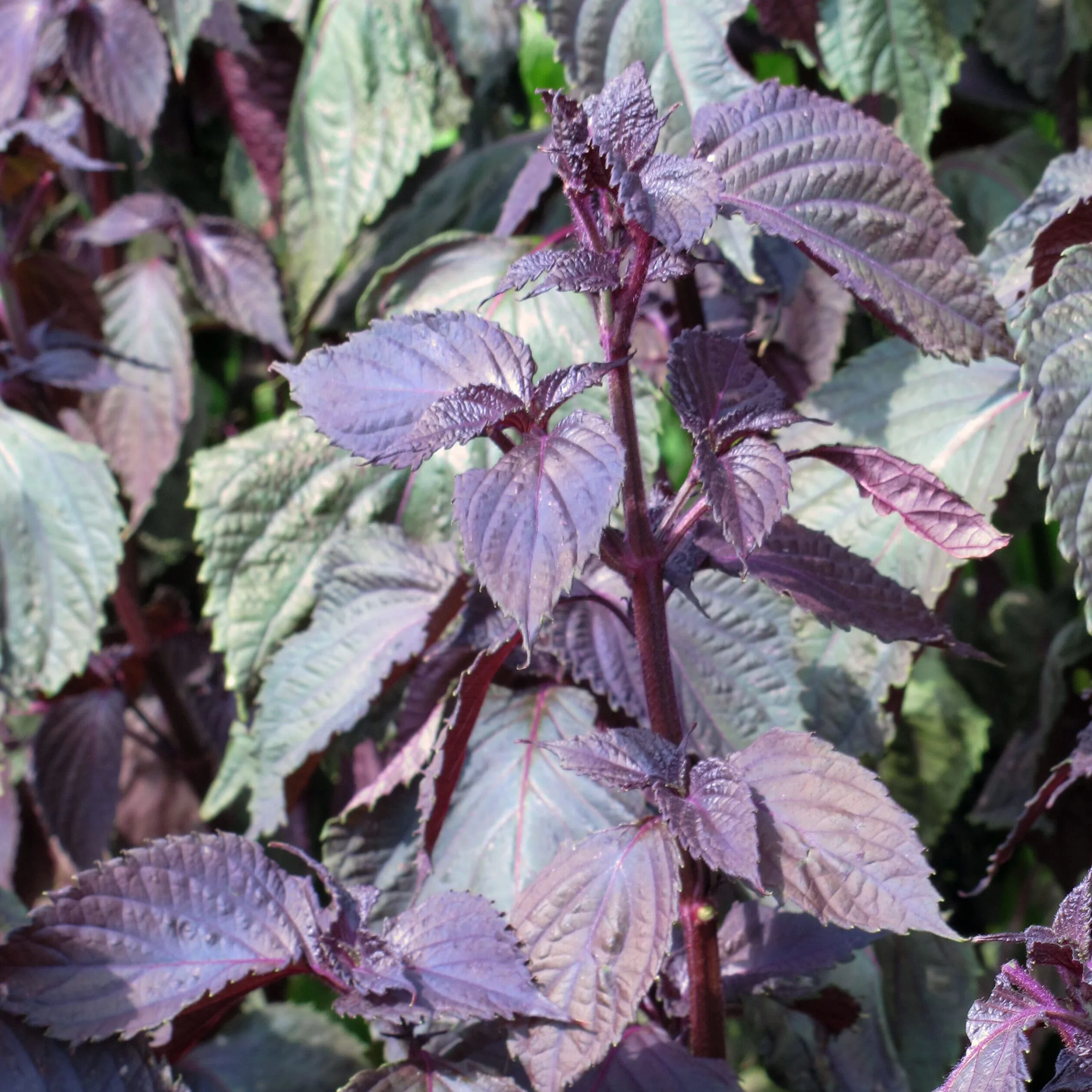 Rotes Shiso Perilla frutescens ok. 200 Samen