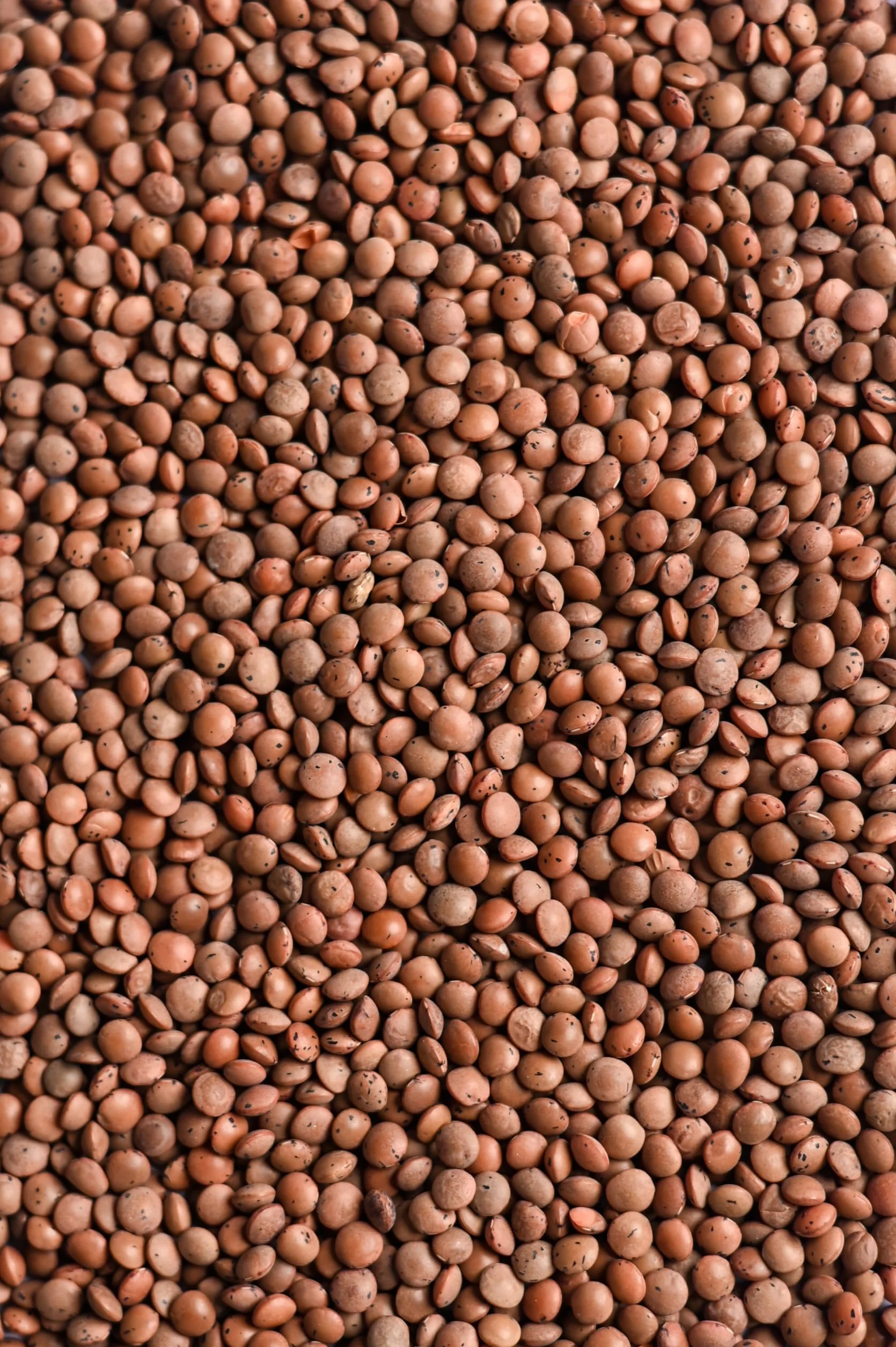 Biojoy BIO soczewica, brązowa (1,5 kg)