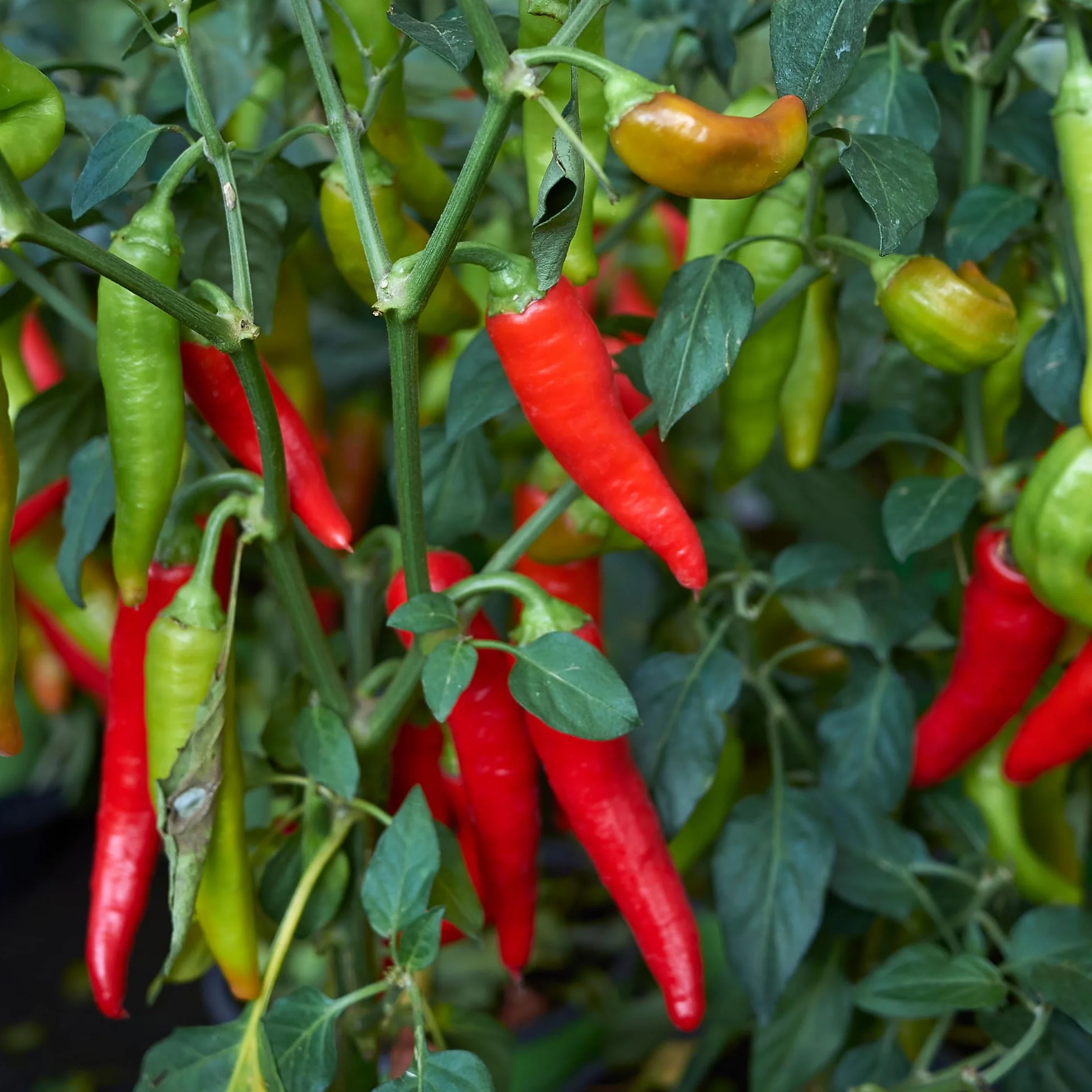 Alpi Nature Proszek Chili 125g, Suszone i Mielone Papryczki, Mielony Ostry Proszek Chili