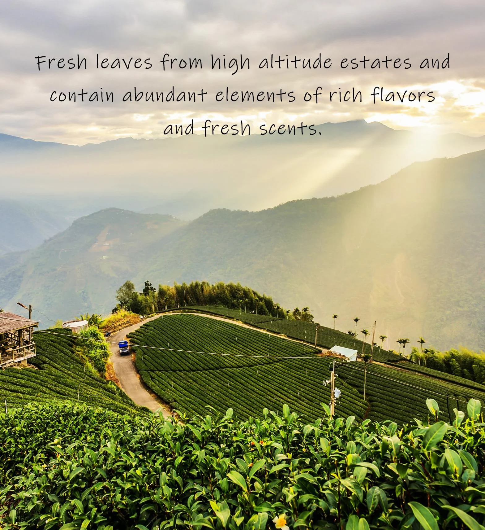 Trilliant Fomsa Tea Milky oolong herbata Jin Xuan 113 g opakowanie prezentowe