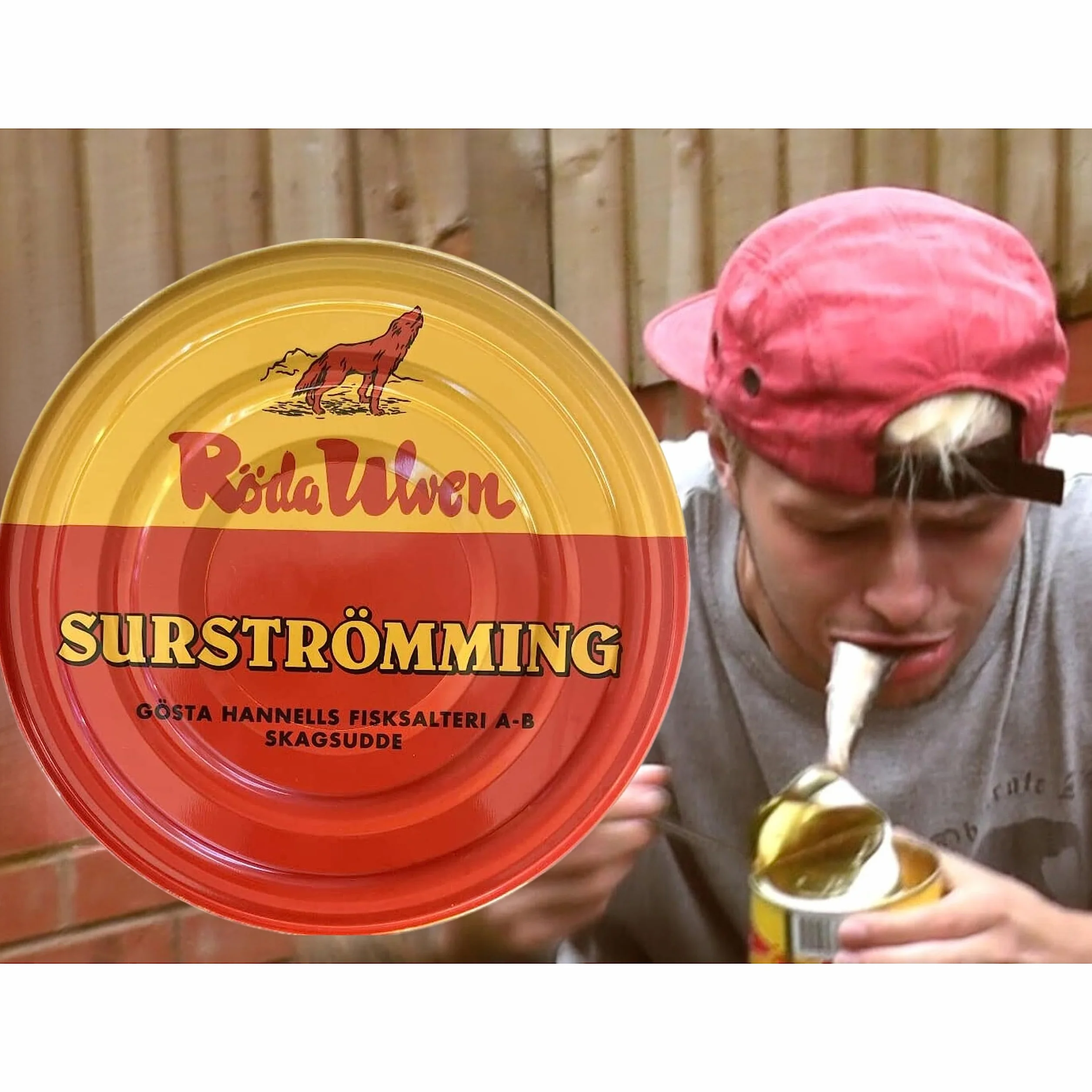 Surströmming HERING Röda Ulven puszka 300 g (z fermentowanym śledziem)