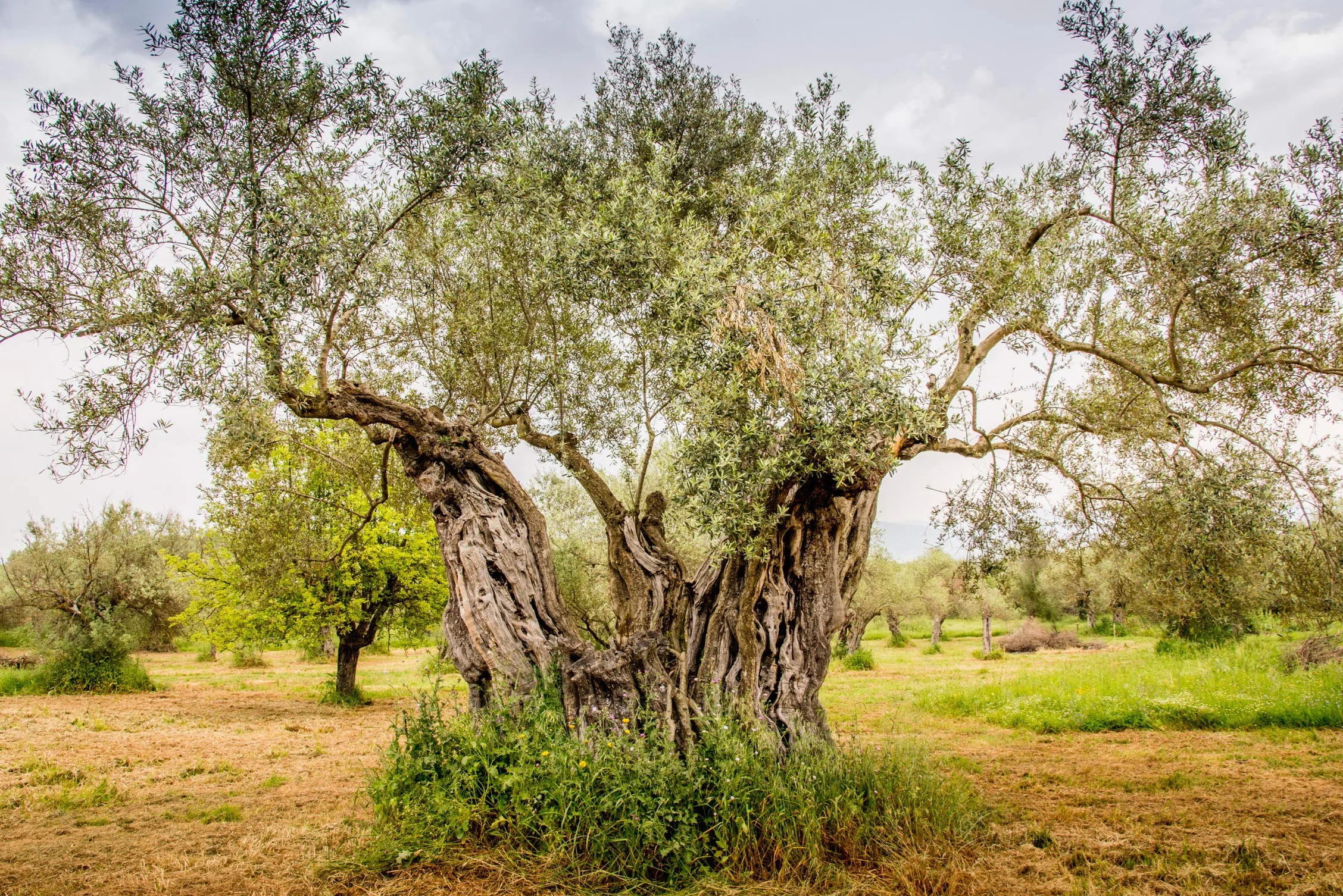Ancient Foods BIO | Kerós Organiczna oliwa z oliwek | tłoczona na zimno | Grecka oliwa z oliwek pierwszego tłoczenia | Wysoka zawartość fenoli | 1000-letnie drzewa | Tradycyjny zbiór ręczny | 1 Litra