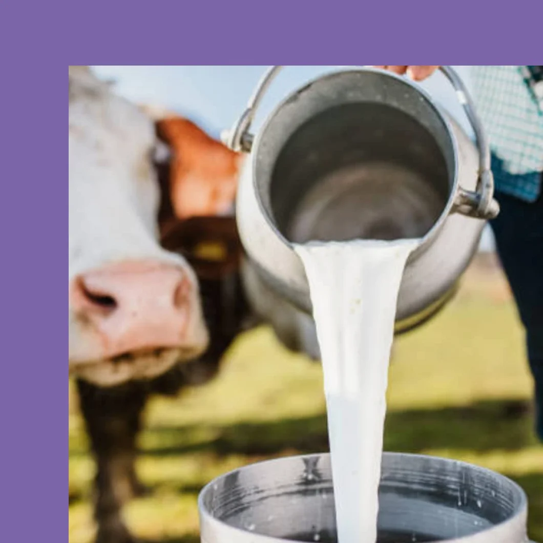 Milka Czekoladki mleczne z nadzieniem z orzechów laskowych 165 g